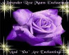Enchanting Purple Rose