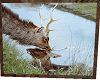 Deer Frame Picture Deer Frame Picture