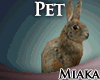 M~ Bunny Pet