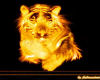 flame tiger