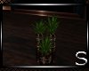 !!Always Plant 3