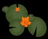 Waterlillies fire Lotus