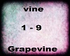 Grapevine