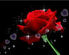 Roses Husband Head Sign