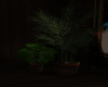 Home-Outdoors Plant