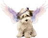 Sparkle Angel Pup