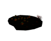 Dance among Pmpkin