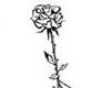 black-white rose 3