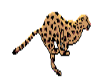 Cheetah running sticker