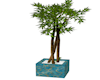 Bamboo Plant