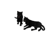 Halloween black cat