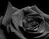 black rose bench