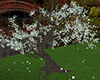 White Sakura Tree