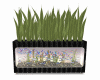 Aquariums +Plants