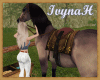 Gypsy Horse (Iv)-