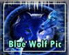 Blue Wolf Pic