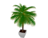 Palm small