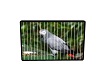 African grey parrot  pic