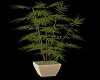Plant Bamboo