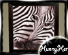 Zebra Canvas Pic