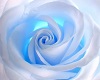 light roses blue