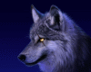 WOLF ON BLUE BACKROUND