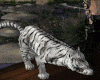 Pet Tiger