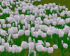 TF* Patch of White Tulip