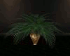 Potted Fan Palm Animated