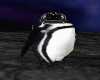 llzM.. Humboldt Penguin