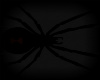 Black Widow Pet Spider