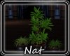 NT Lovin  Plant 5