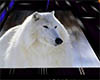 Arctic Wolf Rug