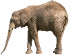 elephant2
