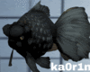 【k】BlackFish