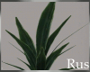 Rus Leaf Large Plant 2