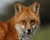 Fox Angler