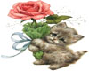 kitten and a rose