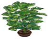:) Plant 6 Monstera Tree
