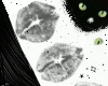 Ozoa