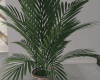 Ap. City  Palm flowerpot