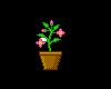 Tiny Pink Flower Plant