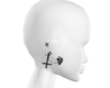 ParvumCranium