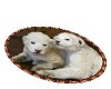 snow lion cubs