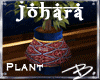 *B* Johara Ficus Plant