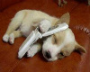 Sleeping Puppy Sticker