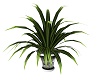 Gray Potted Green Plant