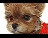 Adopt a Yorki 2