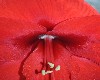 red flower in close up