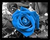Blue Rose Table